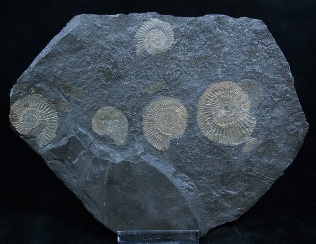 Great Plate Of Dactylioceras Ammonites #2266
